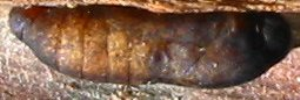 Pupae
